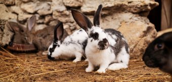 Pets' corner: Photo